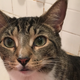 My cat in August—Happier times. Photo via the author.